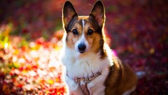 Animals Dogs bokeh blurred background