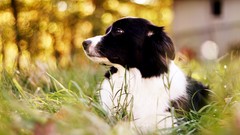 Animals Dogs border collies