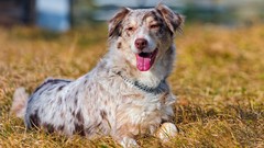 Animals Dogs border collies