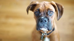 Animals Dogs boxer