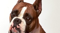 Animals Dogs boxer dog