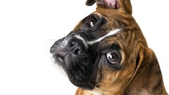 Animals Dogs boxer dog