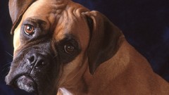 Animals Dogs boxer dog