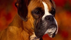 Animals Dogs boxer dog