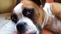 Animals Dogs boxer dog