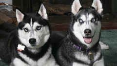Animals Dogs Brothers husky