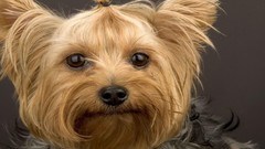 Animals Dogs brown big eyes