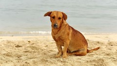 Animals Dogs brown sad Beaches