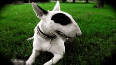 Animals Dogs Bull bull terrier