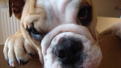 Animals Dogs bulldog