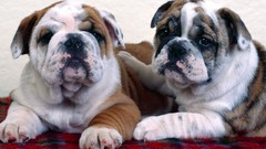Animals Dogs bulldog