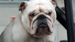 Animals Dogs bulldog english