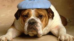 Animals Dogs bulldog english bulldog