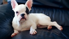 Animals Dogs bulldog french bulldog