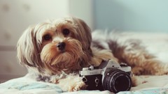 Animals Dogs Cameras