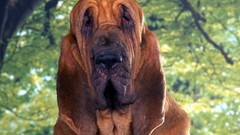 Animals Dogs canine Bloodhound