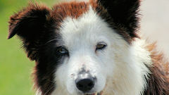 Animals Dogs canine border