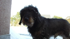 Animals Dogs canine dachshund