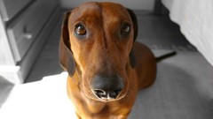 Animals Dogs canine dachshund
