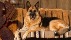 Animals Dogs canine German