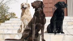 Animals Dogs canine pets