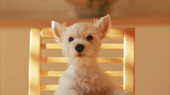 Animals Dogs canine pets