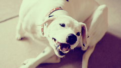 Animals Dogs canine pets