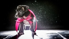 Animals Dogs capes