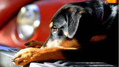 Animals Dogs cars pets