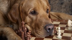 Animals Dogs chess funny