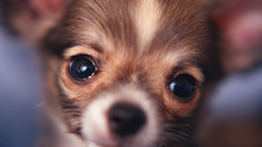 Animals Dogs chihuahua