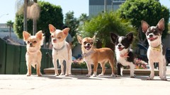 Animals Dogs chihuahua