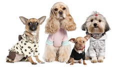 Animals Dogs chihuahua funny cocker spaniel