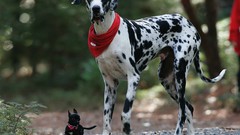 Animals Dogs chihuahua happy great dane