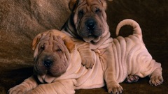 Animals Dogs Chinese Sharpei