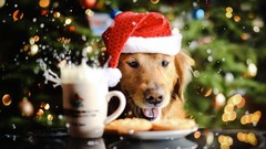 Animals Dogs christmas tree