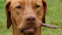Animals Dogs cigars