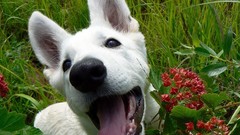Animals Dogs close-up
