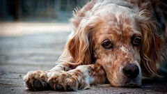 Animals Dogs close-up