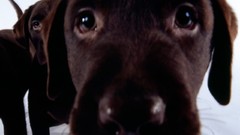 Animals Dogs close-up