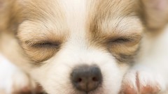 Animals Dogs close-up