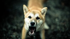 Animals Dogs close-up angry Shiba Inu blurred background