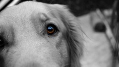 Animals Dogs close-up Cameras brown eyes