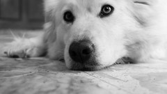 Animals Dogs close-up monochrome pets grayscale domestic dog