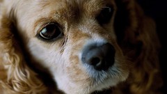 Animals Dogs cocker spaniel