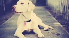 Animals Dogs collar pets