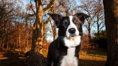 Animals Dogs collie forests border collies