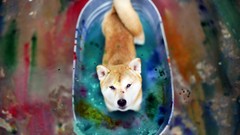 Animals Dogs colors splashes multicolor Shiba Inu