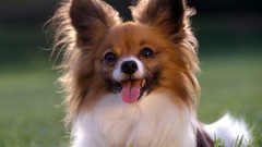 Animals Dogs Continental Toy