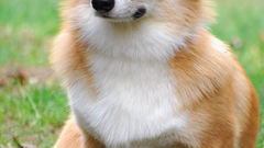 Animals Dogs corgi